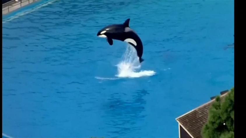 Parque acuático SeaWorld anunció el fin de sus shows con orcas