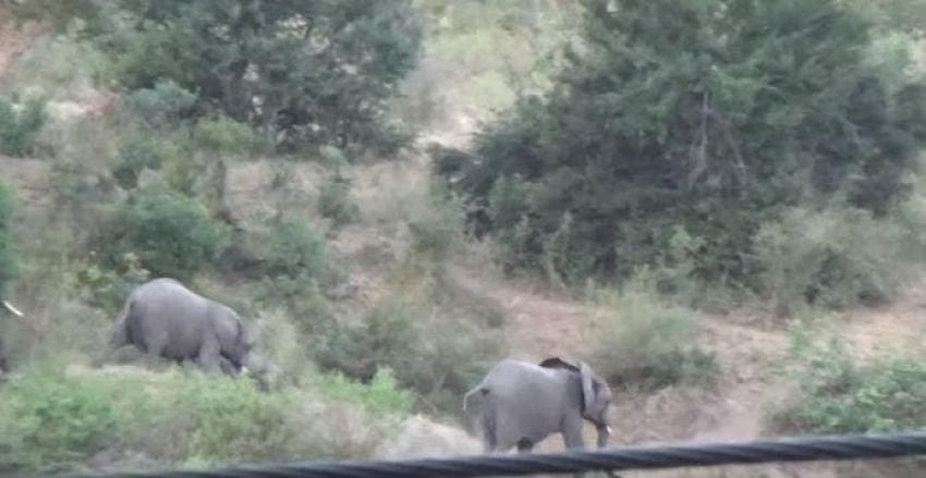 [VIDEO] Tierno elefante bebé se tropieza y rueda colina abajo