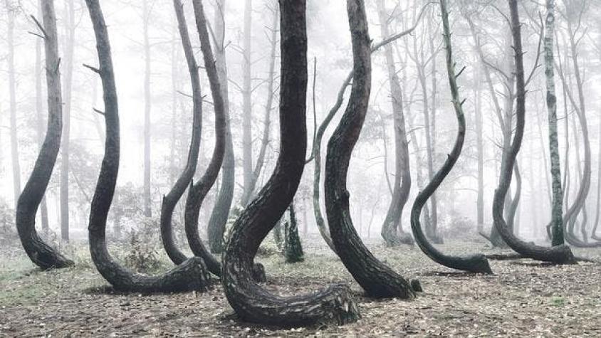 El inexplicable misterio de los árboles "doblados" que asombra en Polonia