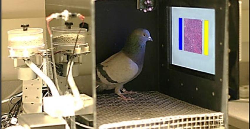 La increíble capacidad de las palomas que podría salvarte de un cáncer