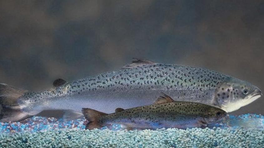 EEUU: Autoriza salmón transgénico para consumo humano