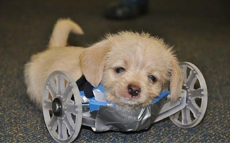 La historia de "Tumbles", el cachorro que emociona en silla de ruedas