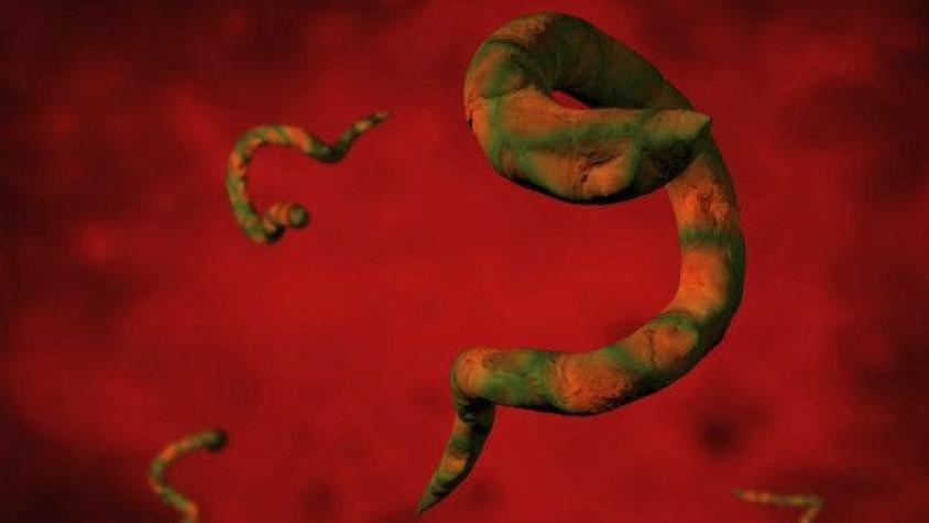 ¿Puede un gusano parasitario hacer que tengamos más hijos?
