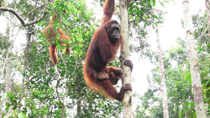 Destinos del Mundo: Los últimos orangutanes salvajes de Indonesia