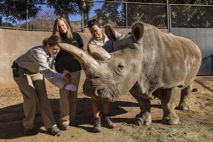 Muere uno de los últimos cuatro rinocerontes blancos del norte que quedaban en el mundo