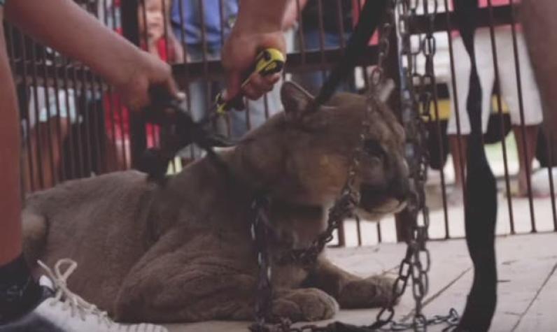 La emotiva liberación de un puma que estuvo 20 años viviendo en un circo