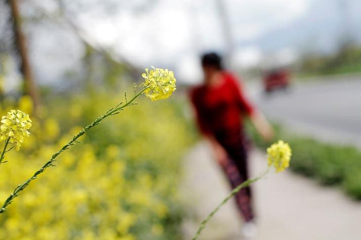 Alergias primaverales: Conoce los niveles de polen en tu ciudad