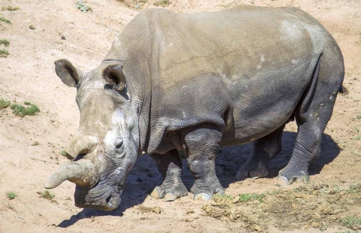 Autorizan venta interna de cuernos de rinoceronte en Sudáfrica