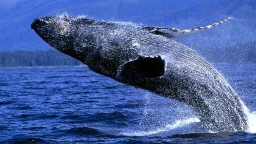 Caza de ballenas: Japón manda el martes "barcos científicos" a la Antártida