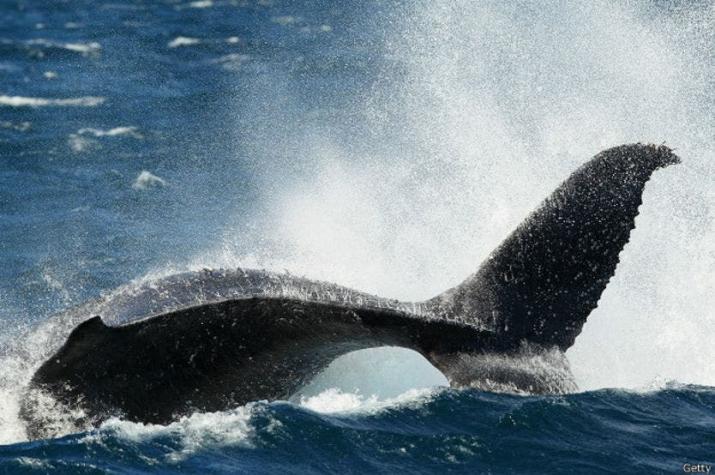 Cómo justifica Japón la matanza continua de ballenas