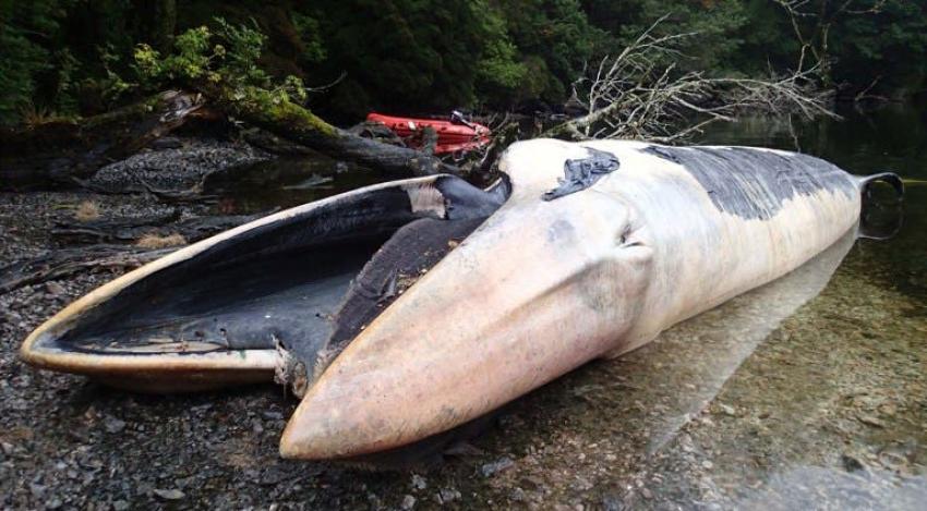 Hallan más de 330 ballenas muertas en la Patagonia chilena
