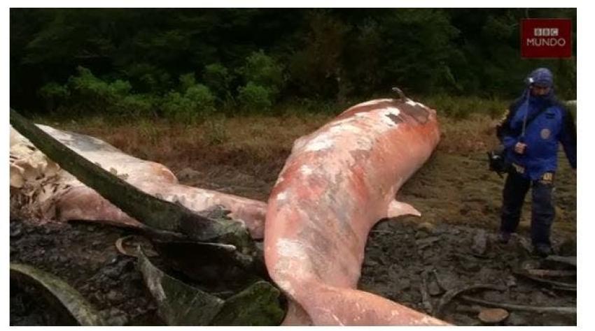 El misterio de las 337 "ballenas sei" varadas en el sur de Chile