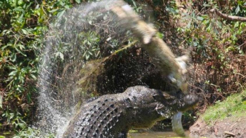 Impresionantes imágenes del ataque de un enorme cocodrilo caníbal en Australia