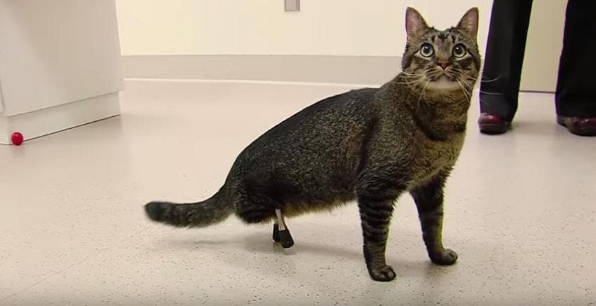 La conmovedora historia del gato que volvió a caminar gracias a una prótesis