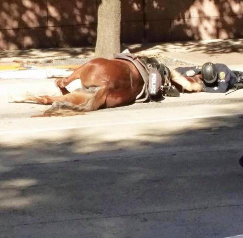 La emotiva imagen de un policía abrazando a su caballo herido