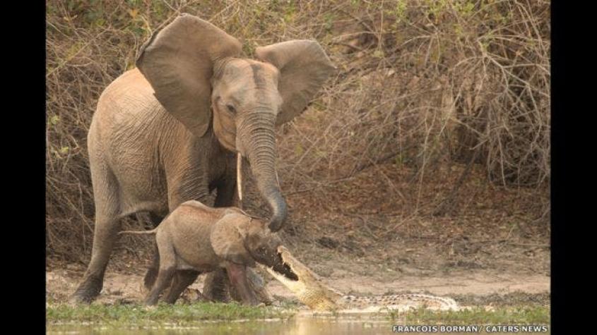 La espectacular y salvaje lucha de un bebé elefante y un cocodrilo