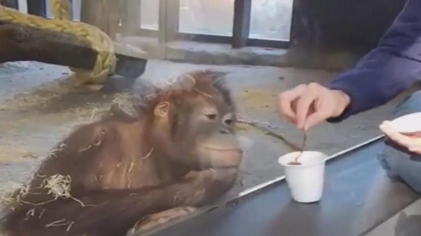 [VIDEO] Así es la divertida reacción de este orangután tras ver un truco de magia