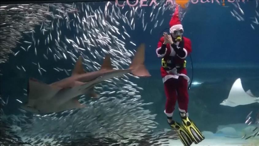 [VIDEO] El asombroso espectáculo de Navidad dentro de un acuario