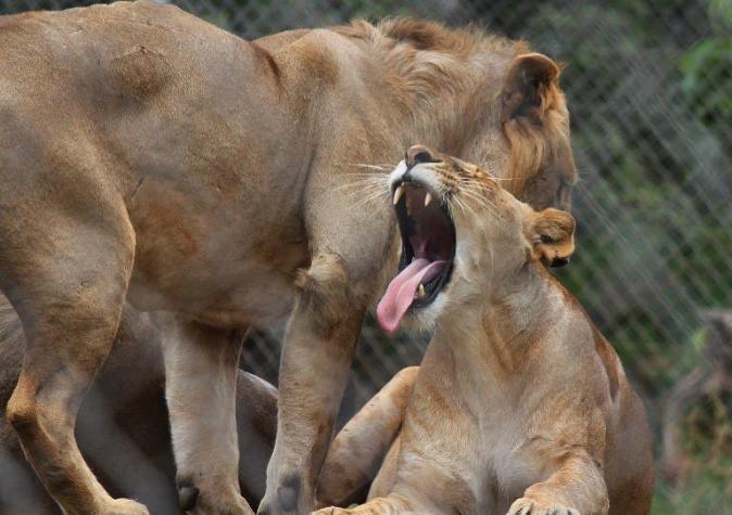 Ocho leones fueron envenenados en una reserva de Kenia