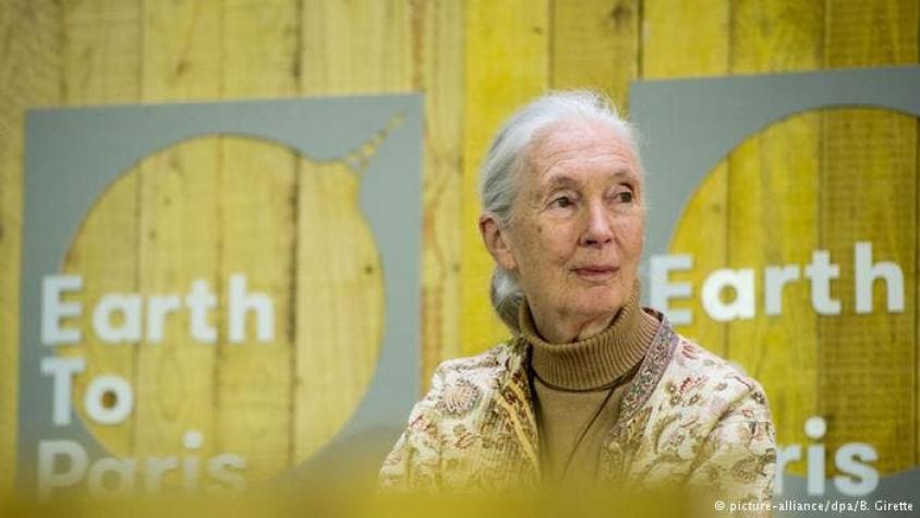 Jane Goodall: Indígenas, puntal de la protección del medio ambiente