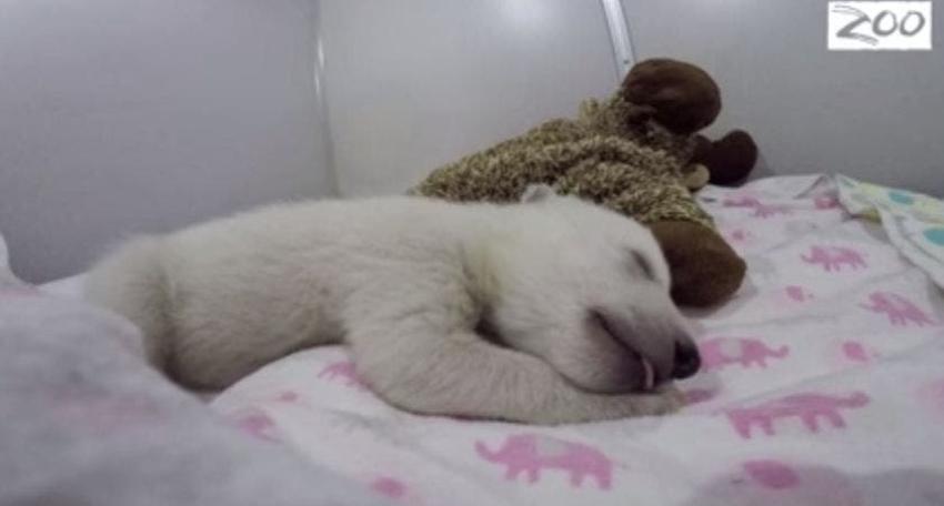 [VIDEO] ¿Con qué estará soñando este pequeño oso polar?
