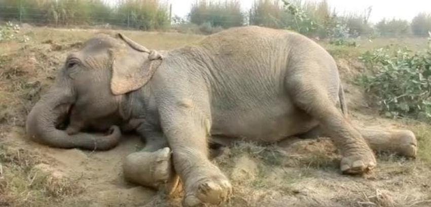 [VIDEO] Elefante goza por primera vez de libertad tras décadas en el circo