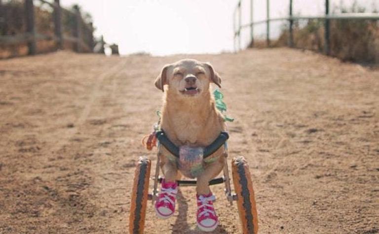 La historia de superación de Daisy, la perra rescatada más feliz de las redes sociales