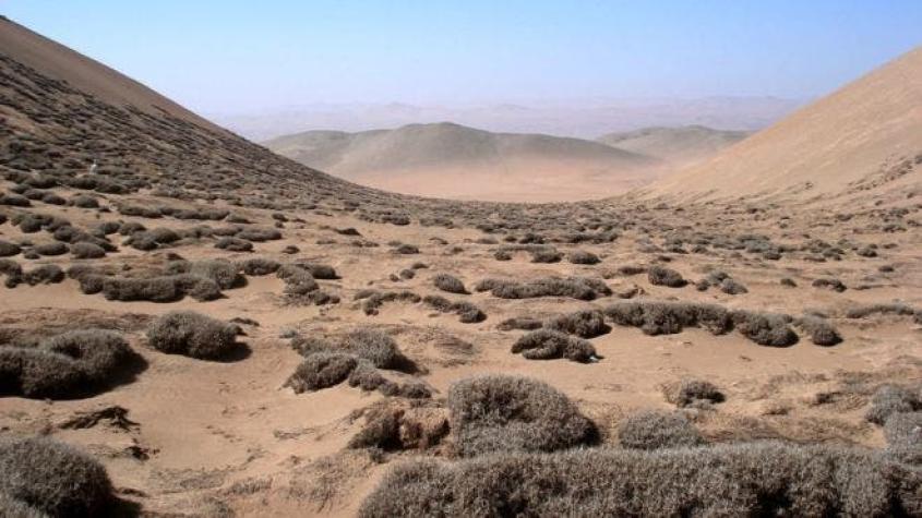 La rara especie del desierto de Atacama que se alimenta de neblina