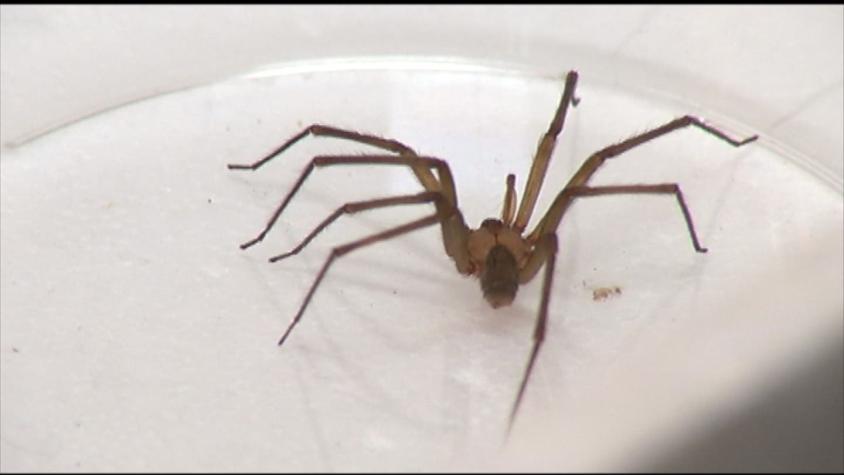Las precauciones que debes tener con las arañas de rincón durante el verano