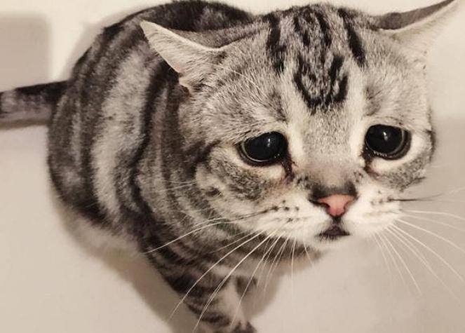 [FOTOS] Conoce a Luhu, la gata que conquista Internet con su dramática expresión
