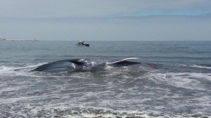 Rescatan a ballena que había varado en playa de Iquique