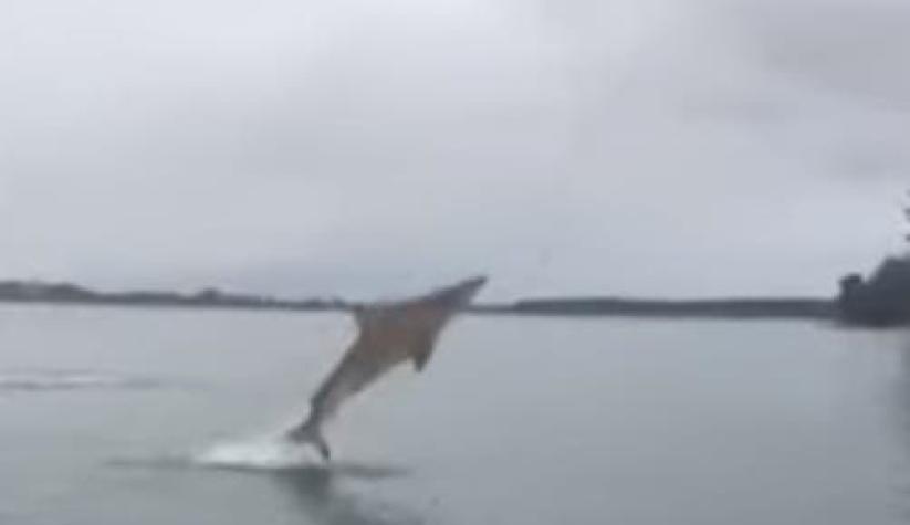 [VIDEO] ¿Te imaginas ir de pesca y atrapar... un tiburón? Dos neozelandeses lo hicieron