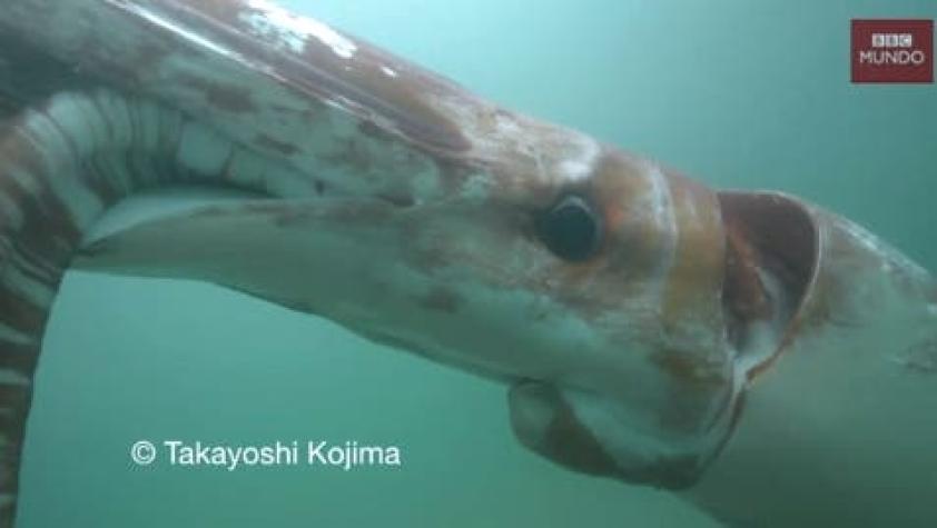 La sorpresiva aparición de un calamar gigante en un puerto de Japón