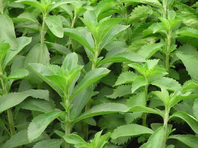 "El área endémica de la Stevia está bajo ataque"