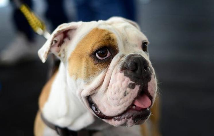 Estas son las seis razas de perros más robadas en Chile