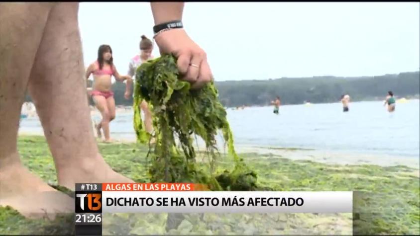 [VIDEO] Algas invaden las playas: Dichato es uno de los lugares más afectados