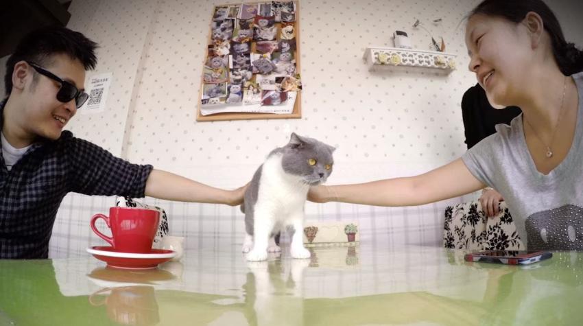 [VIDEO] Así funciona el primer café de gatos de Shangai
