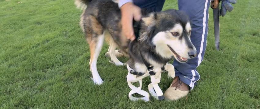 [VIDEO] La evolución del perro Derby: nuevas prótesis 3D facilitan su movilidad