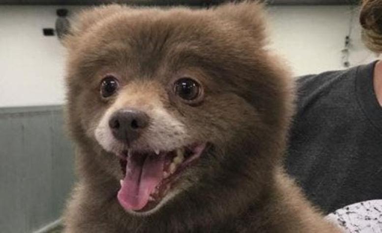 ¿Es un perro o un oso? El nuevo debate que se toma las redes sociales