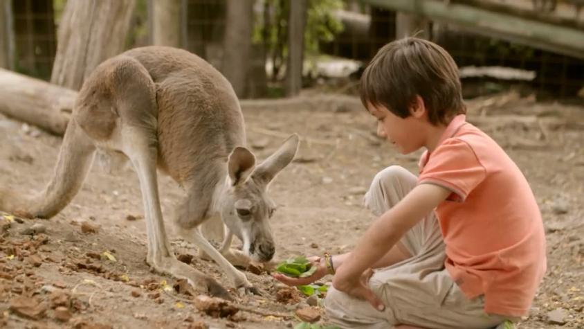 "Safari australiano" debuta en el Buin Zoo