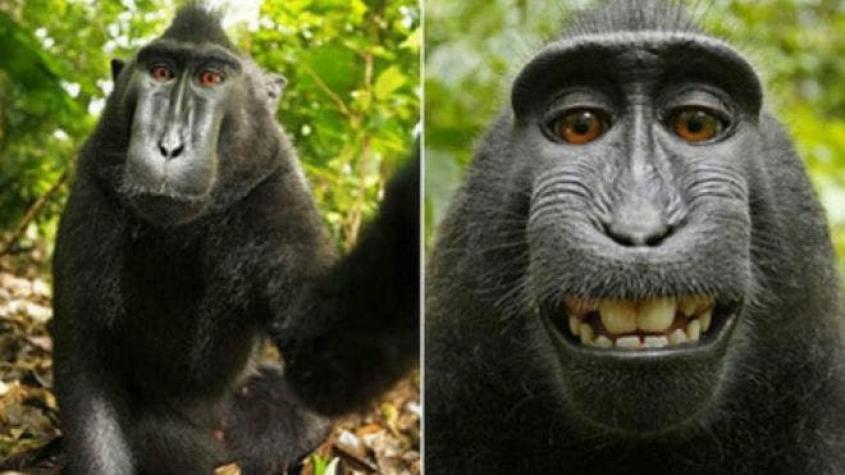 Niegan derechos de autor al mono que se hizo un selfie