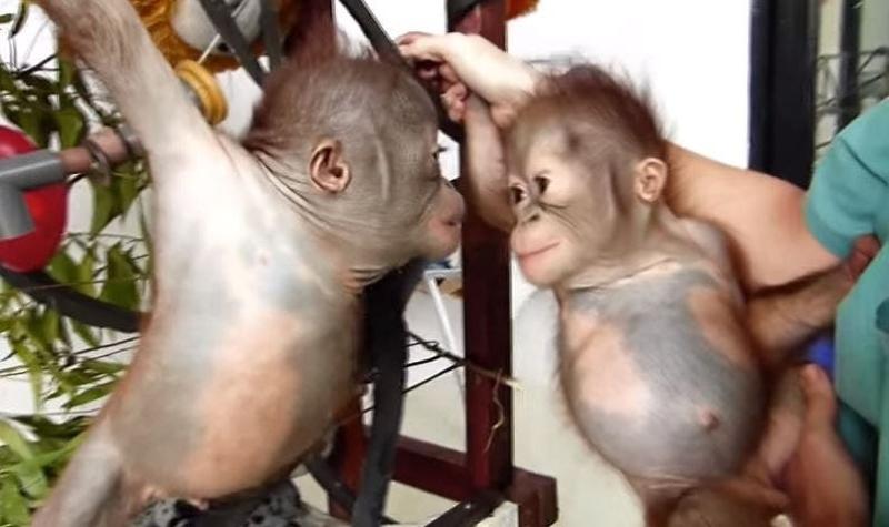 [VIDEO] El mágico momento en que dos orangutanes rescatados se reúnen por primera vez