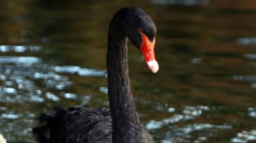 ¿Cuáles son los “cisnes negros”, los peligros para la economía mundial de los que pocos hablan?