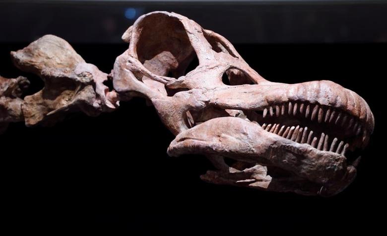 "Titanosaurio": El más grande dinosaurio jamás descubierto llega a Nueva York