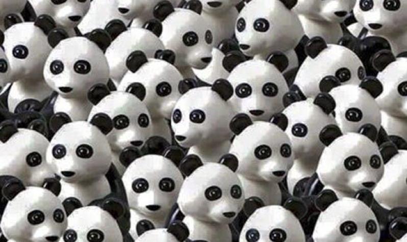 Nuevo reto viral: ¿Encuentras el perro entre los pandas?