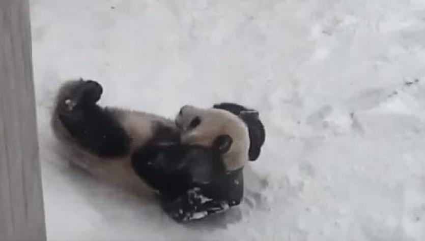[VIDEO] Oso panda convierte su recipiente de agua en un trineo