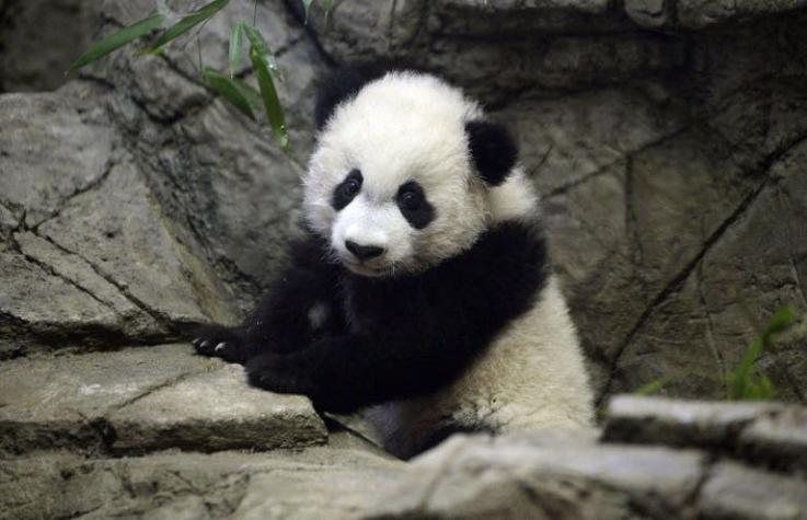 EEUU: Bei Bei, el bebé panda gigante, se presenta en sociedad