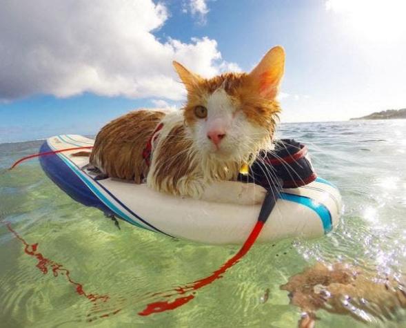 [VIDEO] El adorable gato de solo un ojo al que le gusta surfear