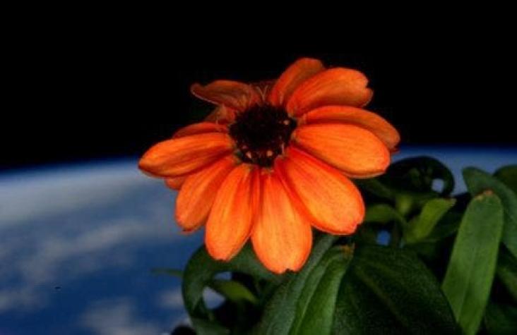 Cultivan la primera flor en la Estación Espacial Internacional