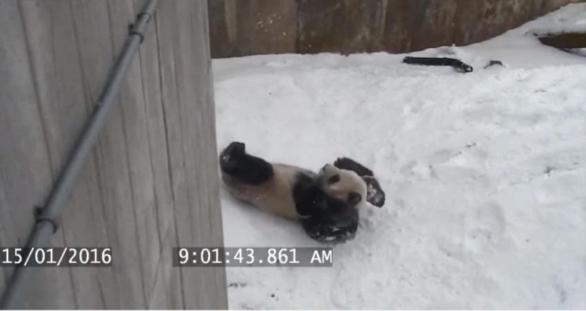 [VIDEO] ¡Alerta de ternura! Panda disfruta entretenido día de nieve en zoológico de Toronto
